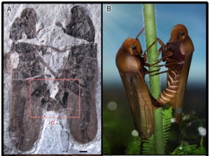fosil-insectos-copulando